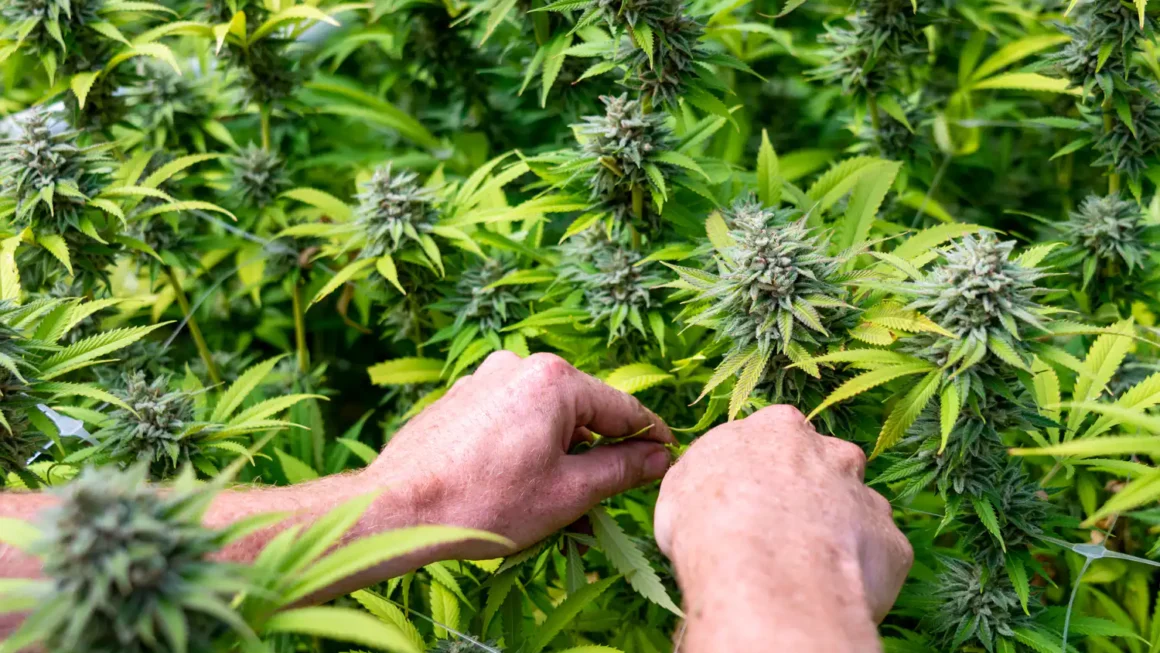 Florida Lawmakers Vote To Slash Medical Marijuana Fees For Military Veterans