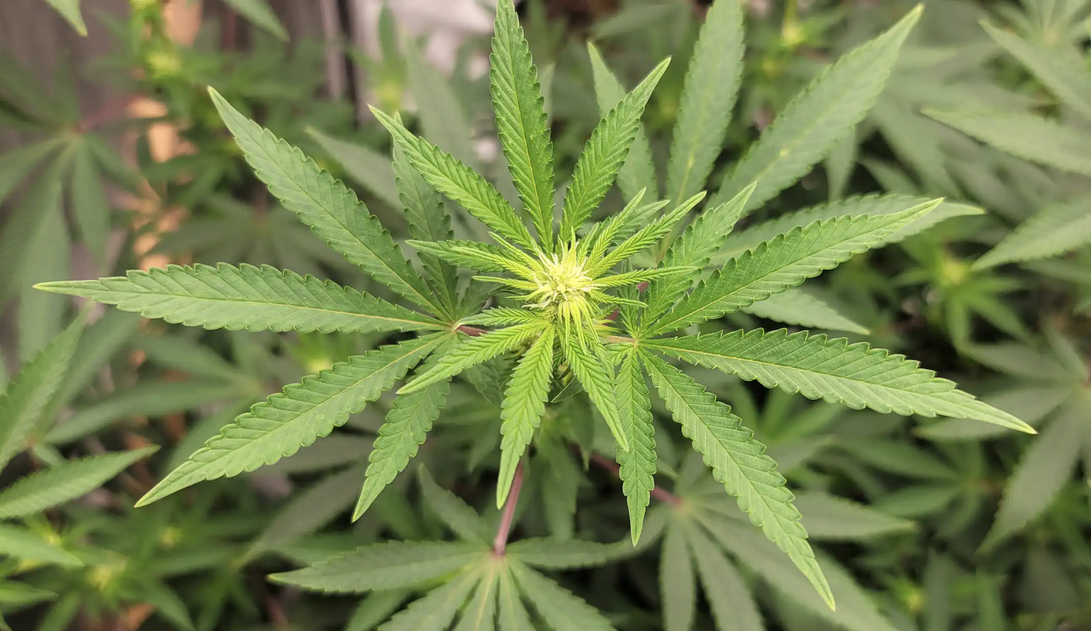 GOP congressman celebrates cannabis’s ongoing Schedule I status (Newsletter: February 17, 2026)