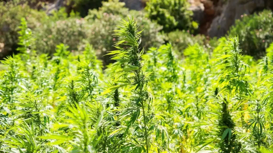 Indiana Bill To Ben Hemp THC Products Dies As Key Deadline Passes