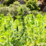 Indiana Bill To Ben Hemp THC Products Dies As Key Deadline Passes