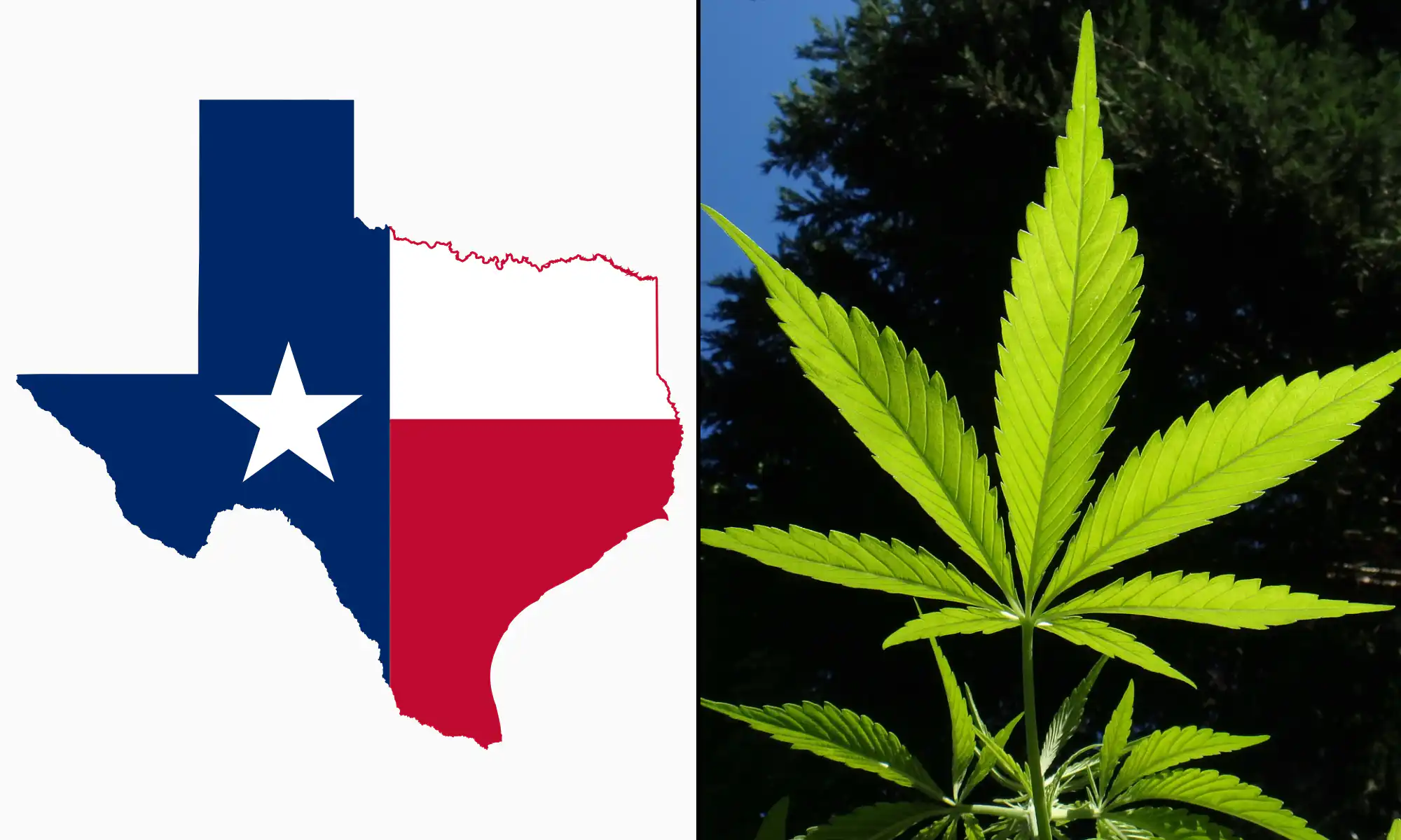 Marijuana Legalization Is On The Ballot In Texas During The Primary Election That’s Happening Now