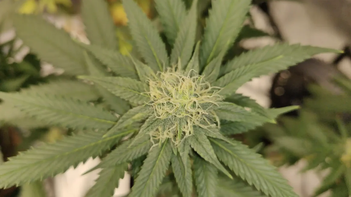 Nebraska Lawmakers Approve Tweak To Change Medical Cannabis Commission Rules