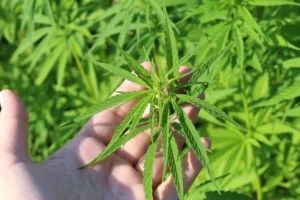 Virginia Lawmakers Pass Bills To Legalize Marijuana Sales, Resentence Past Convictions And Allow Medical Cannabis In Hospitals