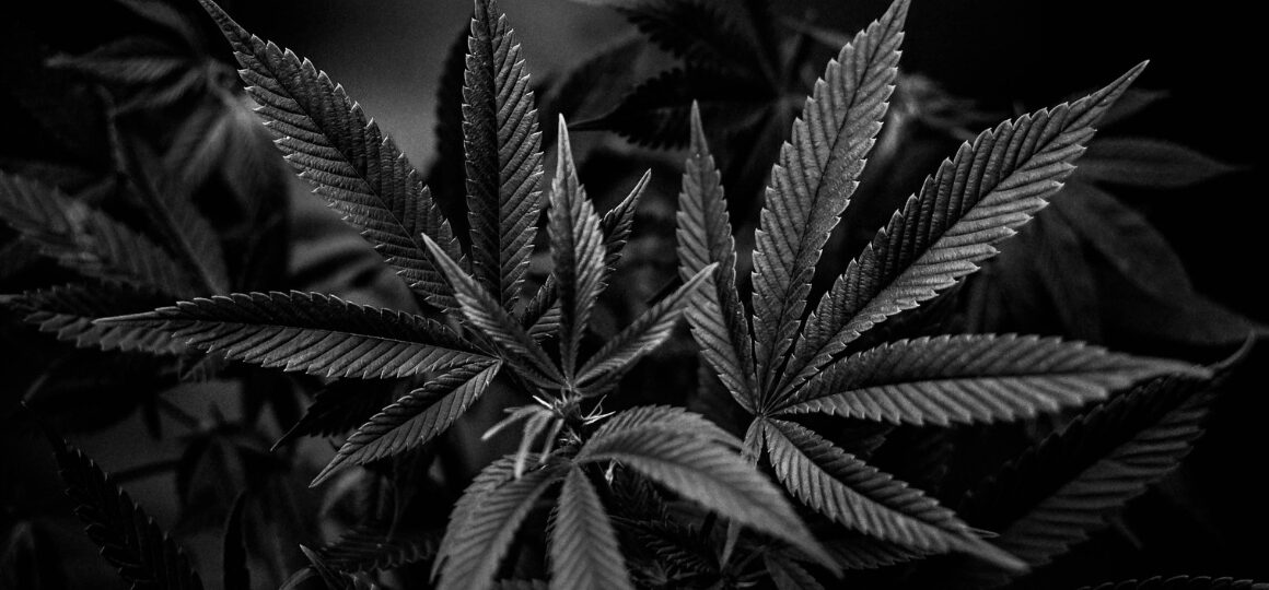 Who Killed the U.S. Cannabis Market? Blame Canadian Investment Bankers