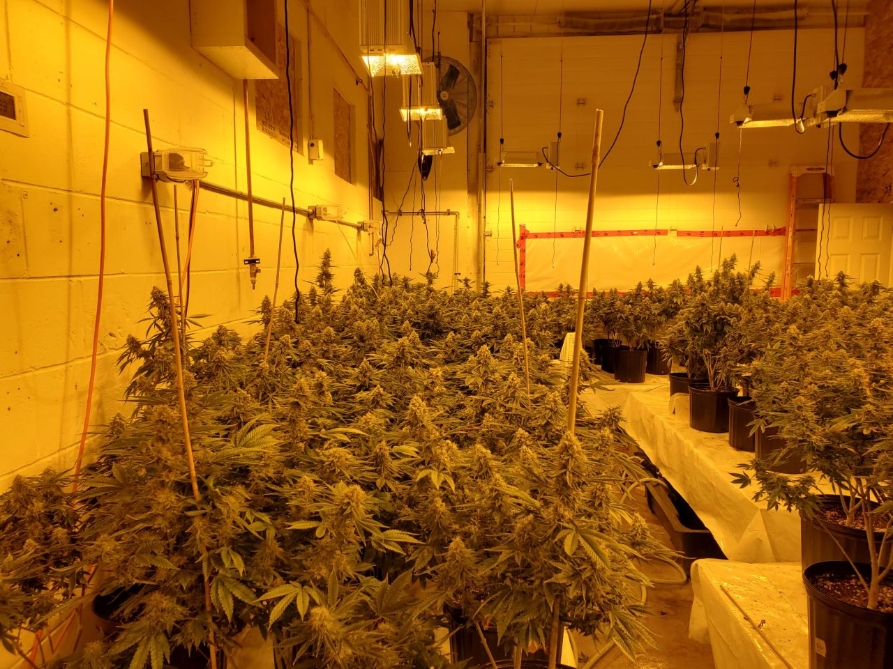 Why Training Plants Is a Waste of Time: Here’s What Actually Works