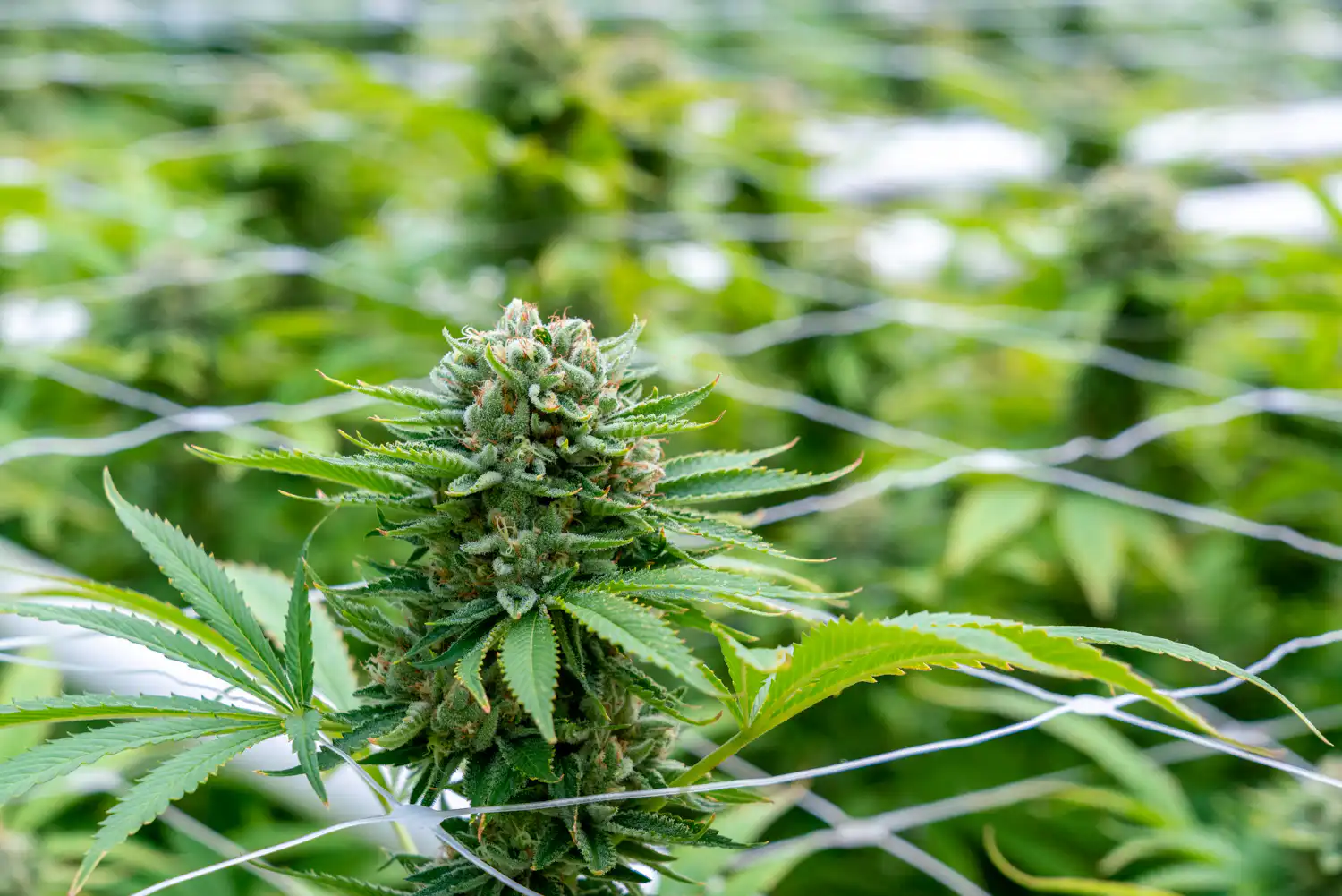 Anti-cannabis ballot measure lacks support in Massachusetts, poll shows (Newsletter: March 4, 2026)