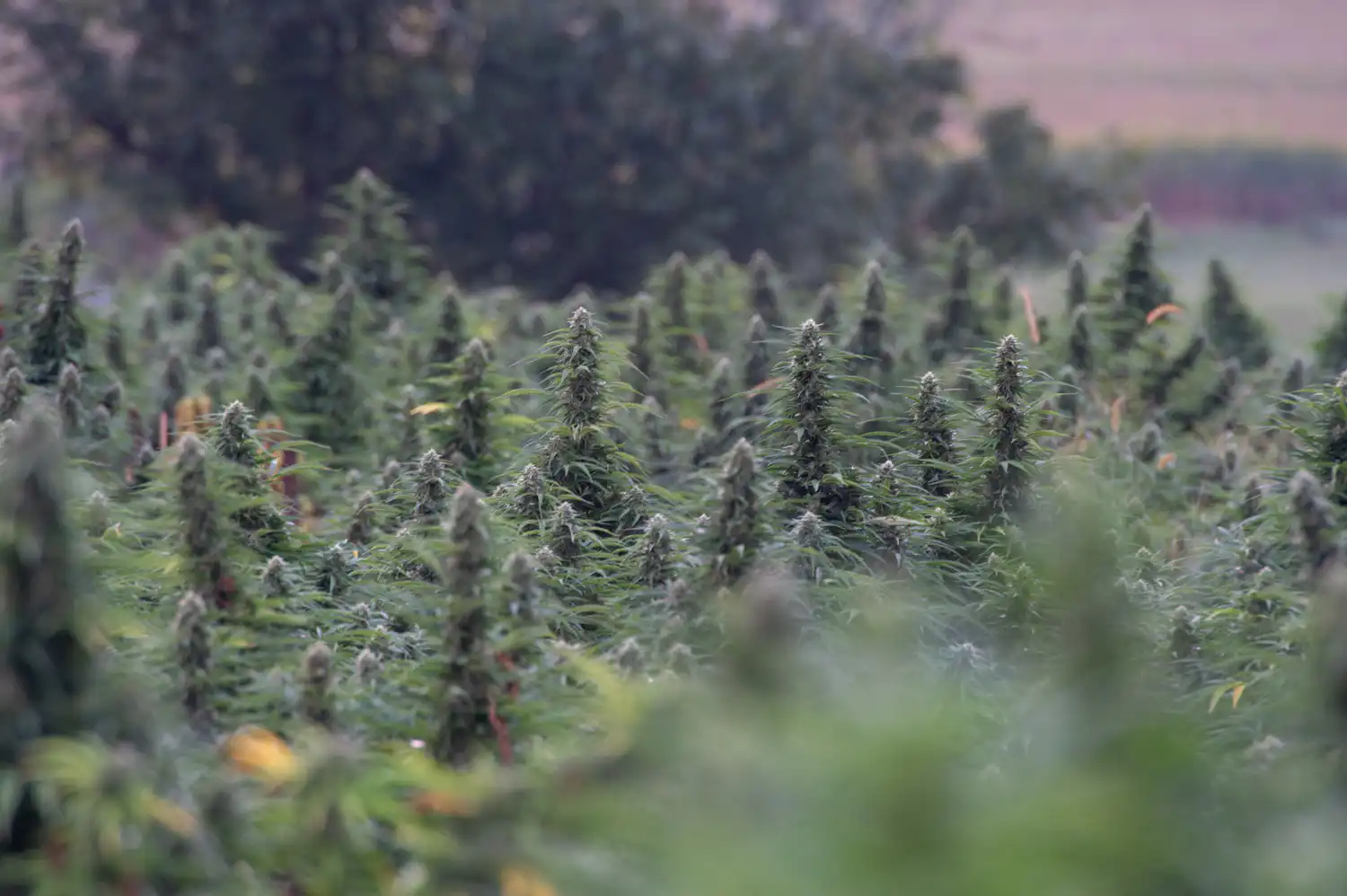 Congressional Amendments To Delay Or Speed Up Federal Hemp THC Product Ban Won’t Get Votes