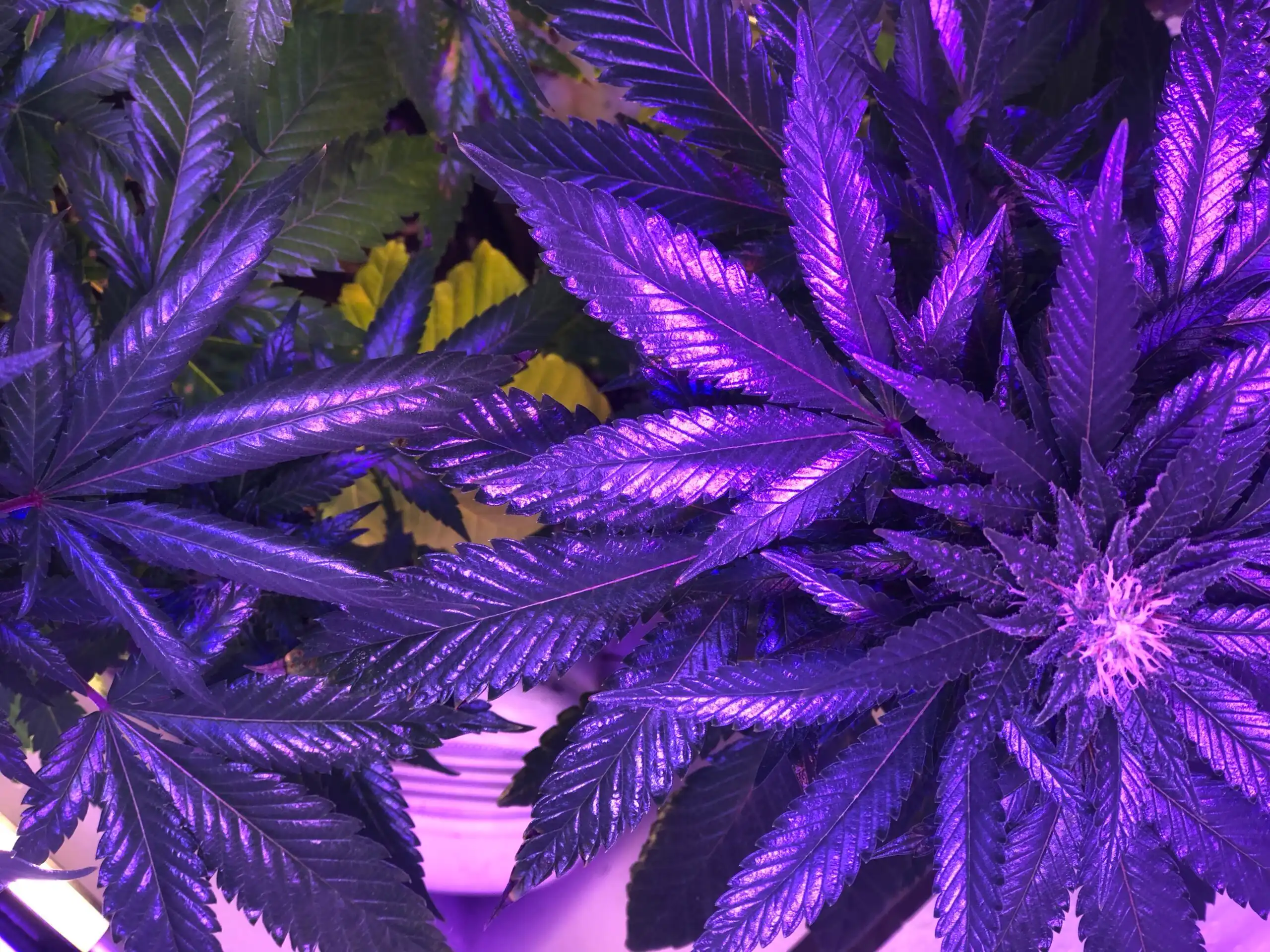 Cannabis is more morally acceptable than gambling, Americans say in poll (Newsletter: March 17, 2026)
