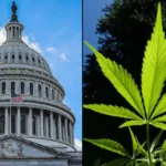 Congressional Researchers Give Update On Marijuana Rescheduling And Upcoming Hemp THC Ban