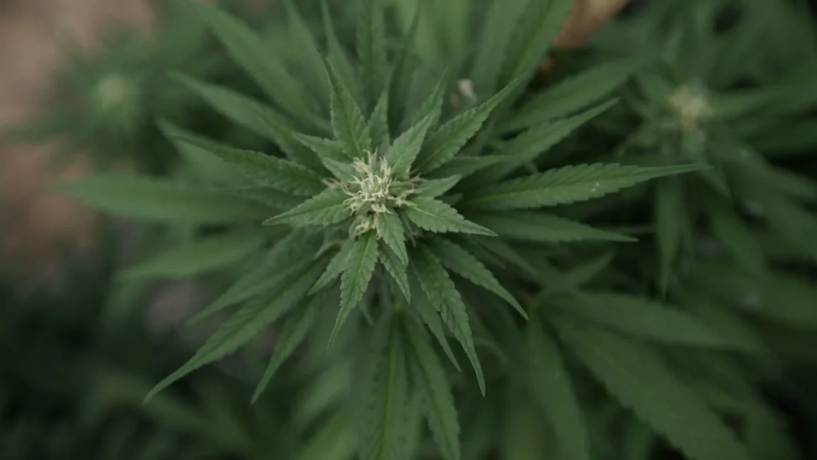 DEA admits legal cannabis isn’t increasing youth use (Newsletter: March 19, 2026)