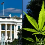 FDA Submits New Cannabis Products Enforcement Policy For White House Review