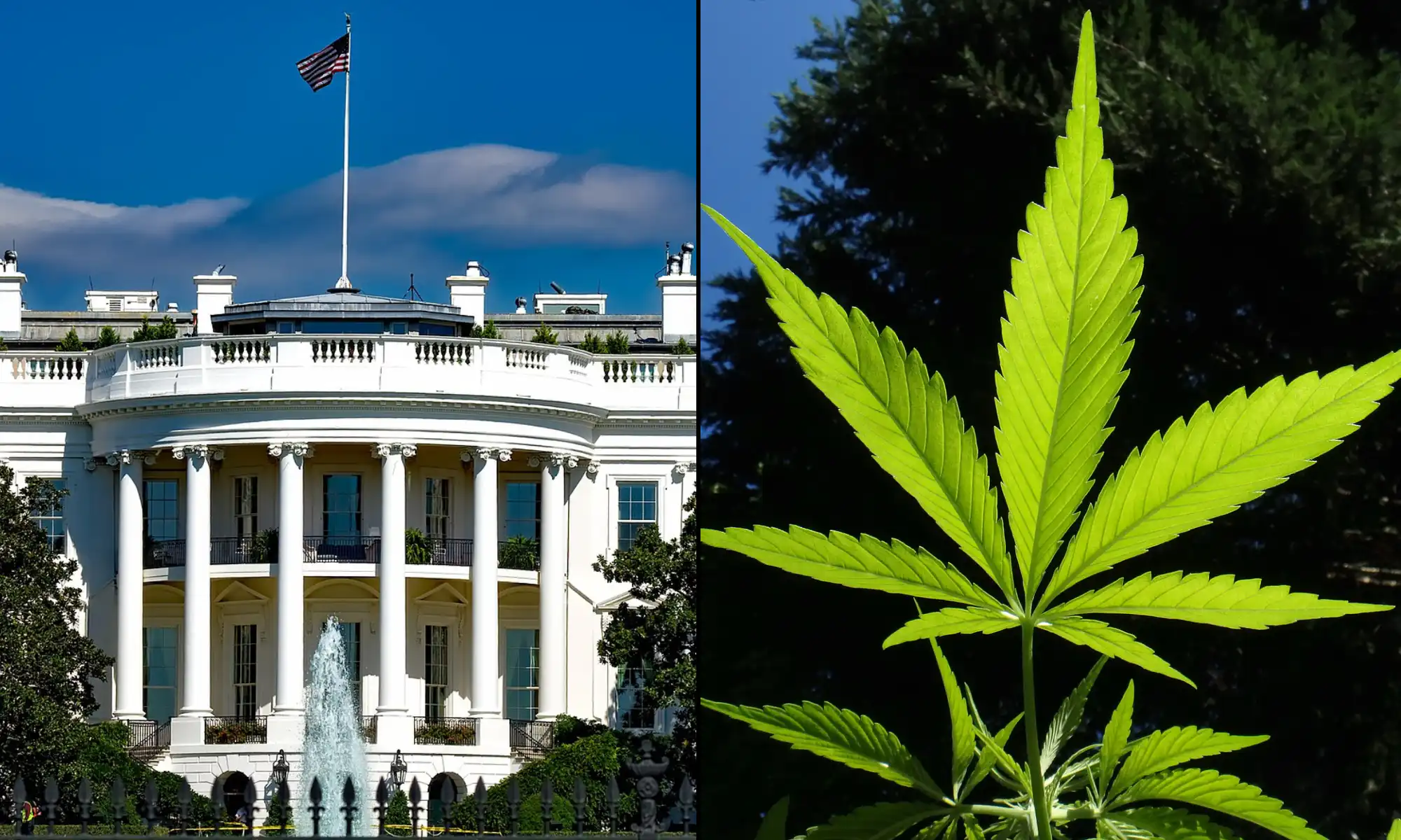 FDA Submits New Cannabis Products Enforcement Policy For White House Review