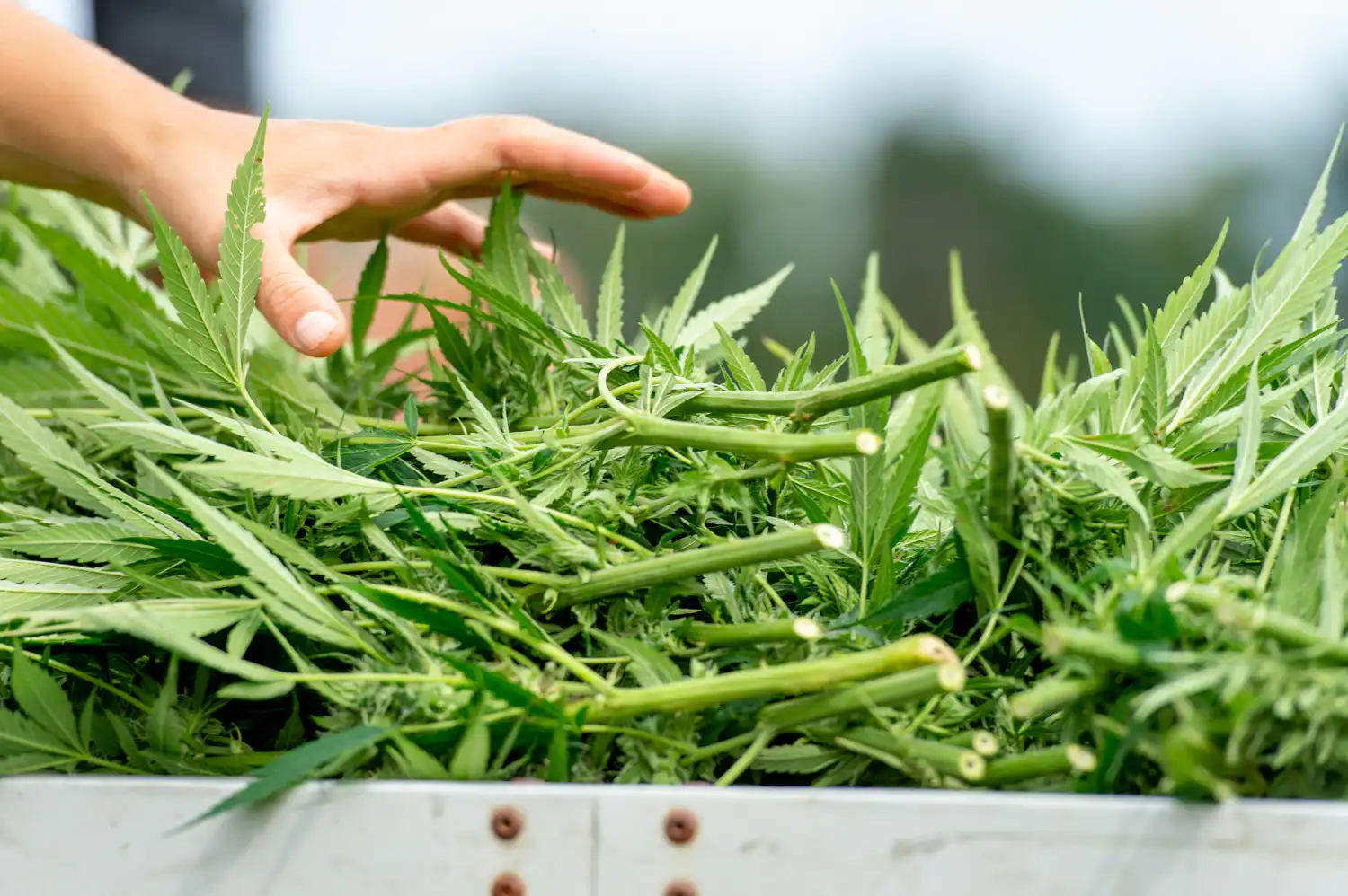 Colorado Marijuana Official Said Size Of State’s Illegal Hemp Market ‘Would Explode Your Minds’ In Leaked Meeting Recording
