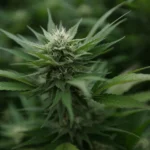 Florida cannabis legalization measure blocked from 2026 ballot (Newsletter: March 11, 2026)