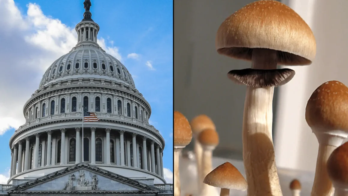 GOP Senator To File Bill Promoting Psychedelics Research And Treatment For Veterans