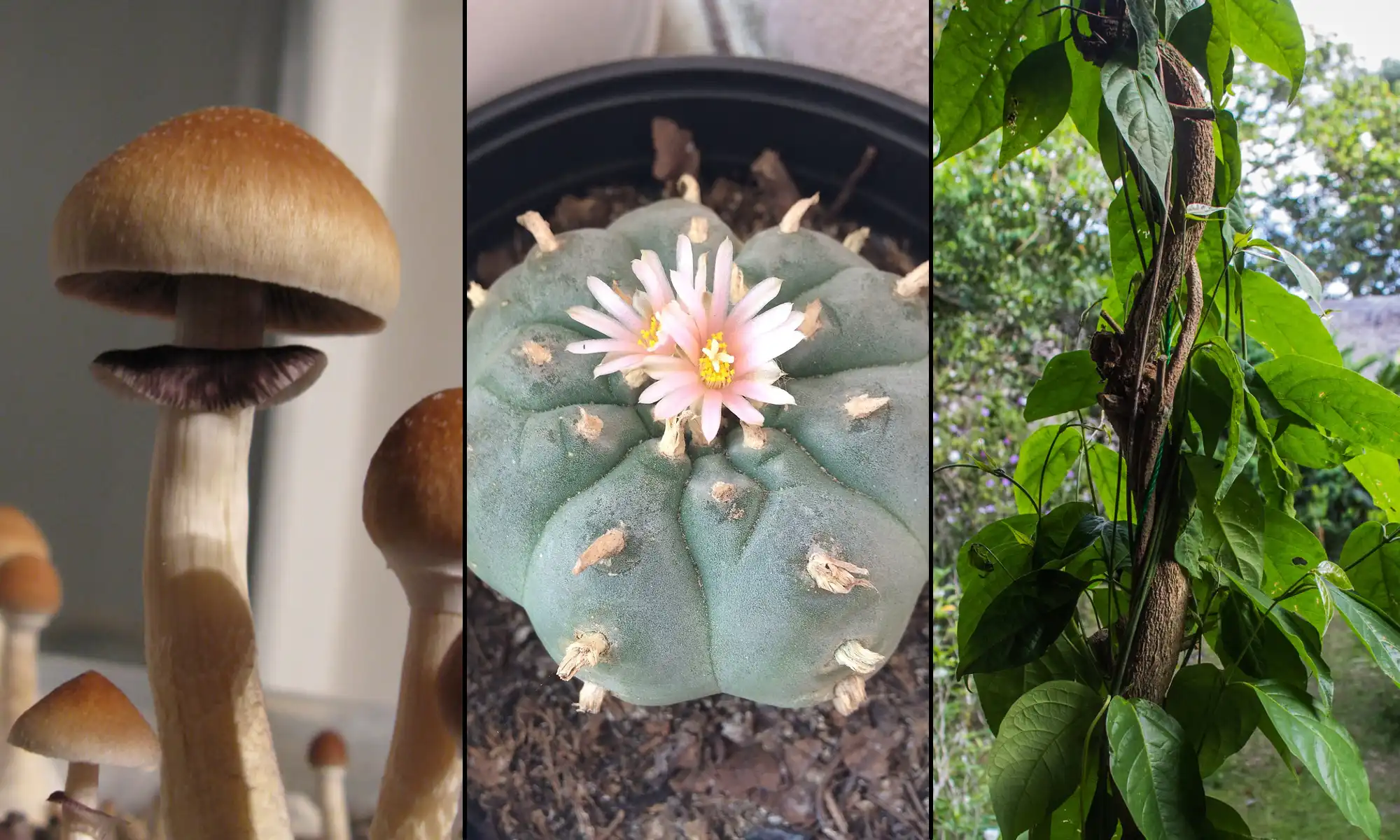 Hawaii Senators Advance Bill To Create Psychedelics Task Force And Study Pathways To Access Psilocybin And MDMA