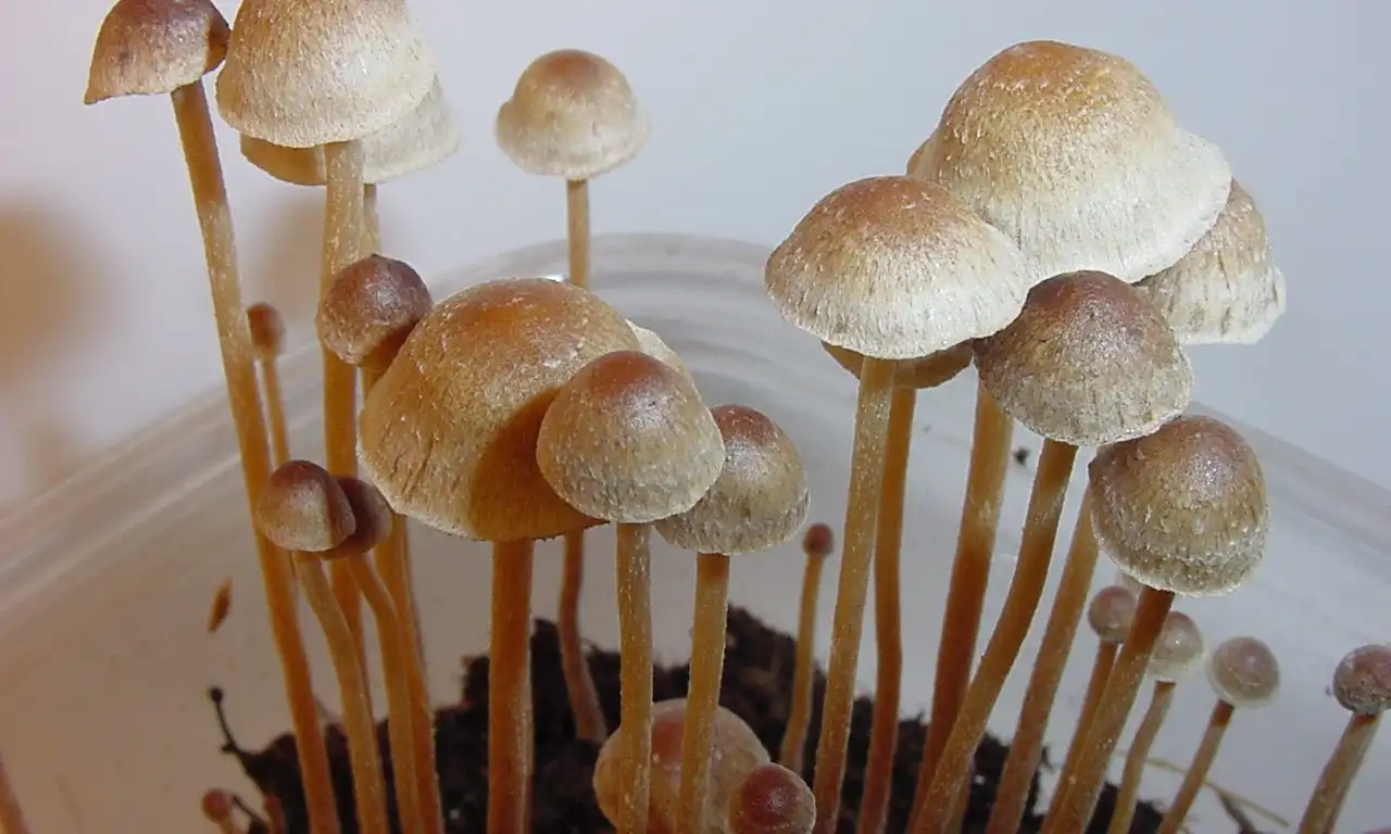 Minnesota Lawmakers Pass Bill To Legalize Psilocybin Therapy