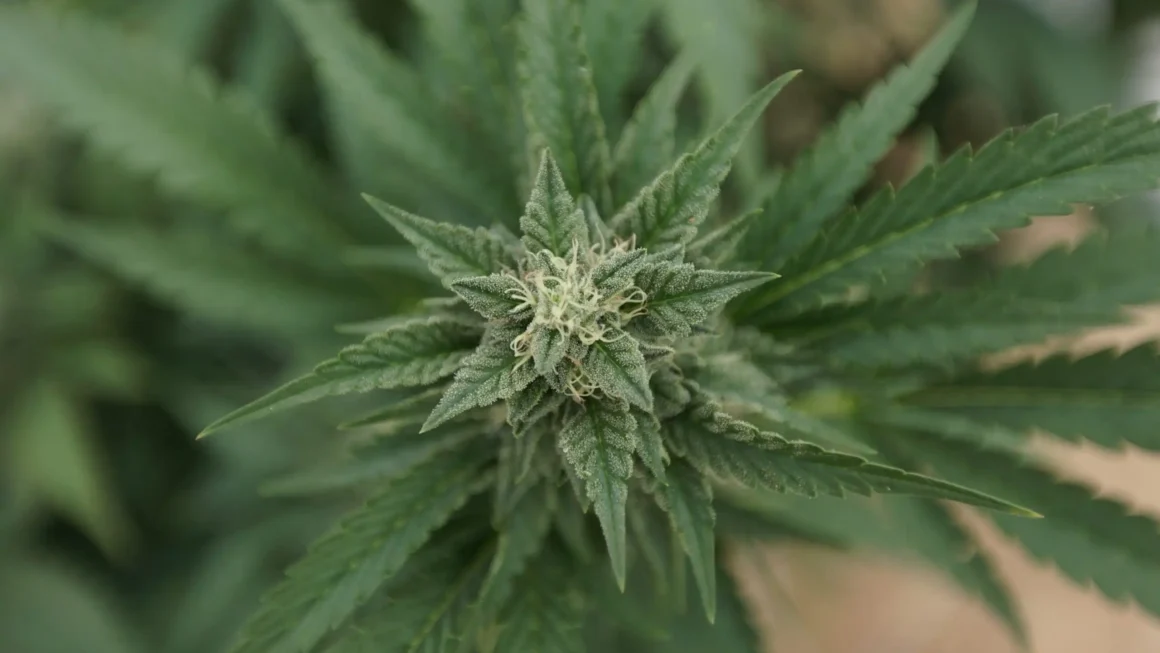 Mass. anti-cannabis campaign faces skeptical lawmakers (Newsletter: March 25, 2026)