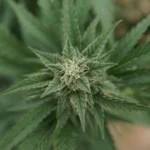 Mass. anti-cannabis campaign faces skeptical lawmakers (Newsletter: March 25, 2026)