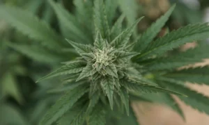 Mass. anti-cannabis campaign faces skeptical lawmakers (Newsletter: March 25, 2026)