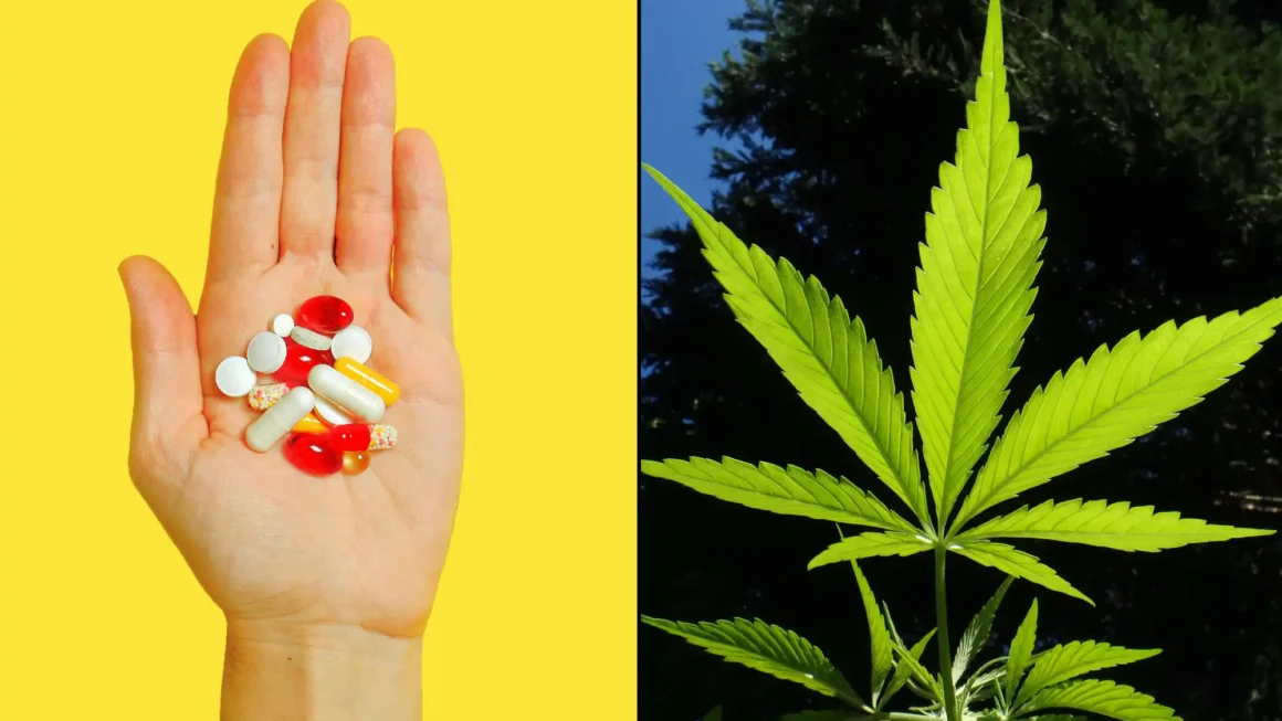Millions Of Americans Use CBD As A Substitute For Painkillers And Other Medications, Federally Funded Study Shows