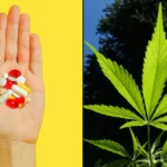 Millions Of Americans Use CBD As A Substitute For Painkillers And Other Medications, Federally Funded Study Shows