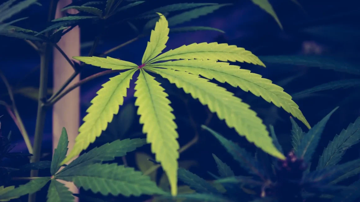 New Cannabis Group Will Help Ground Policy In Science And Patient Experience As Trump's Rescheduling Move Advances (Op-Ed)