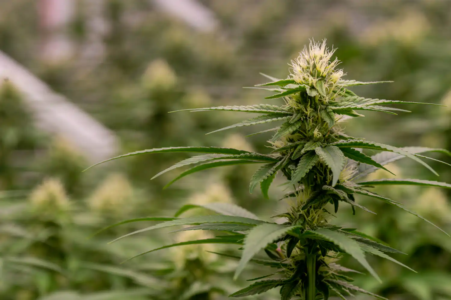 Army adopts new cannabis policy to boost recruitment (Newsletter: March 26, 2026)