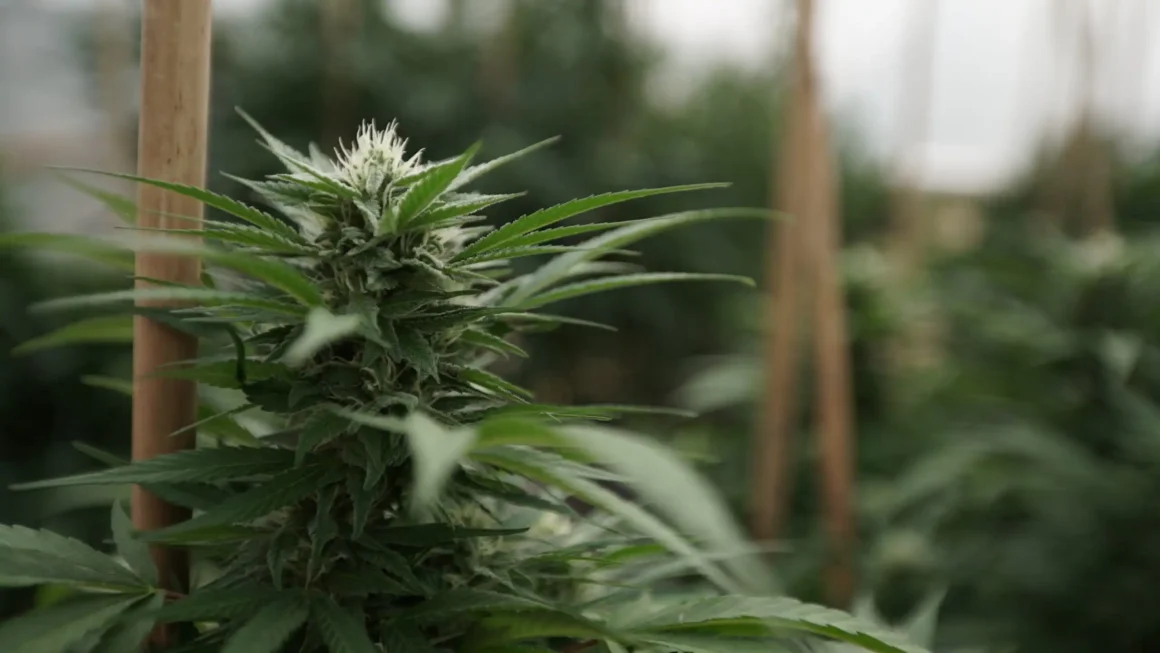 Cannabis is safer than McDonald’s, senator says (Newsletter: April 20, 2026)