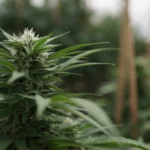 Cannabis is safer than McDonald's, senator says (Newsletter: April 20, 2026)