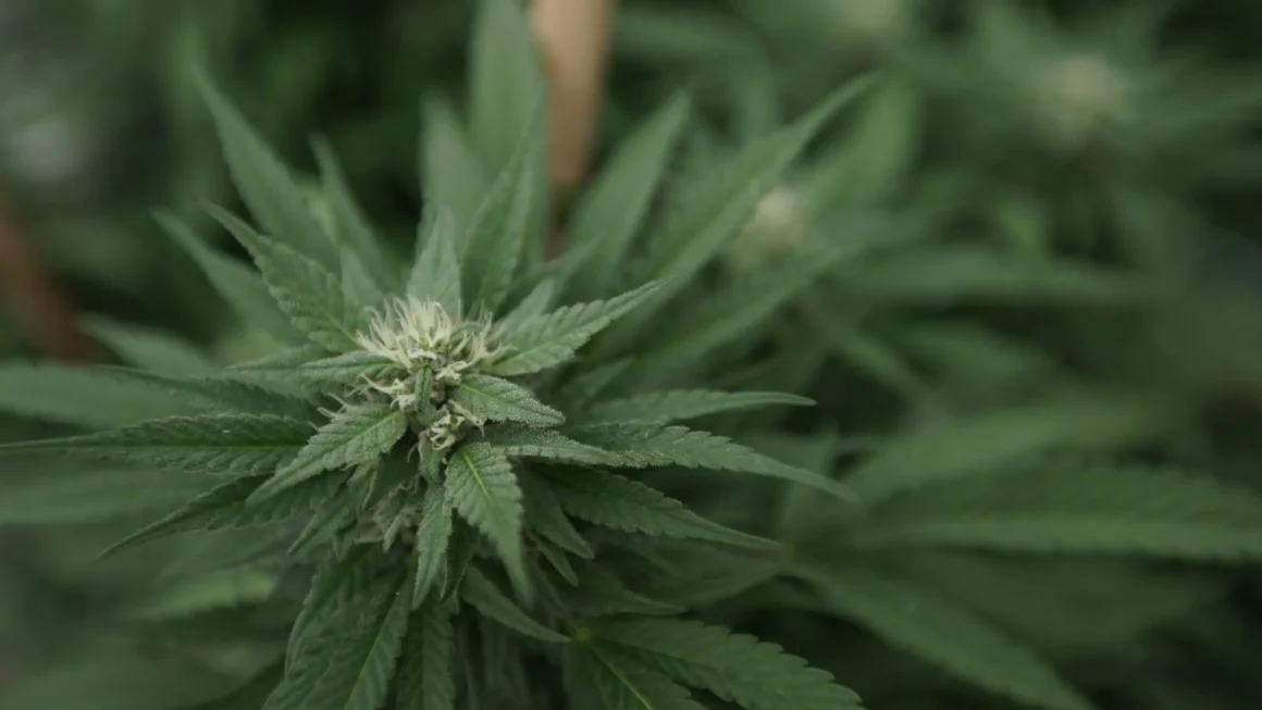 Cannabis sales are rising as alcohol declines (Newsletter: April 9, 2026)