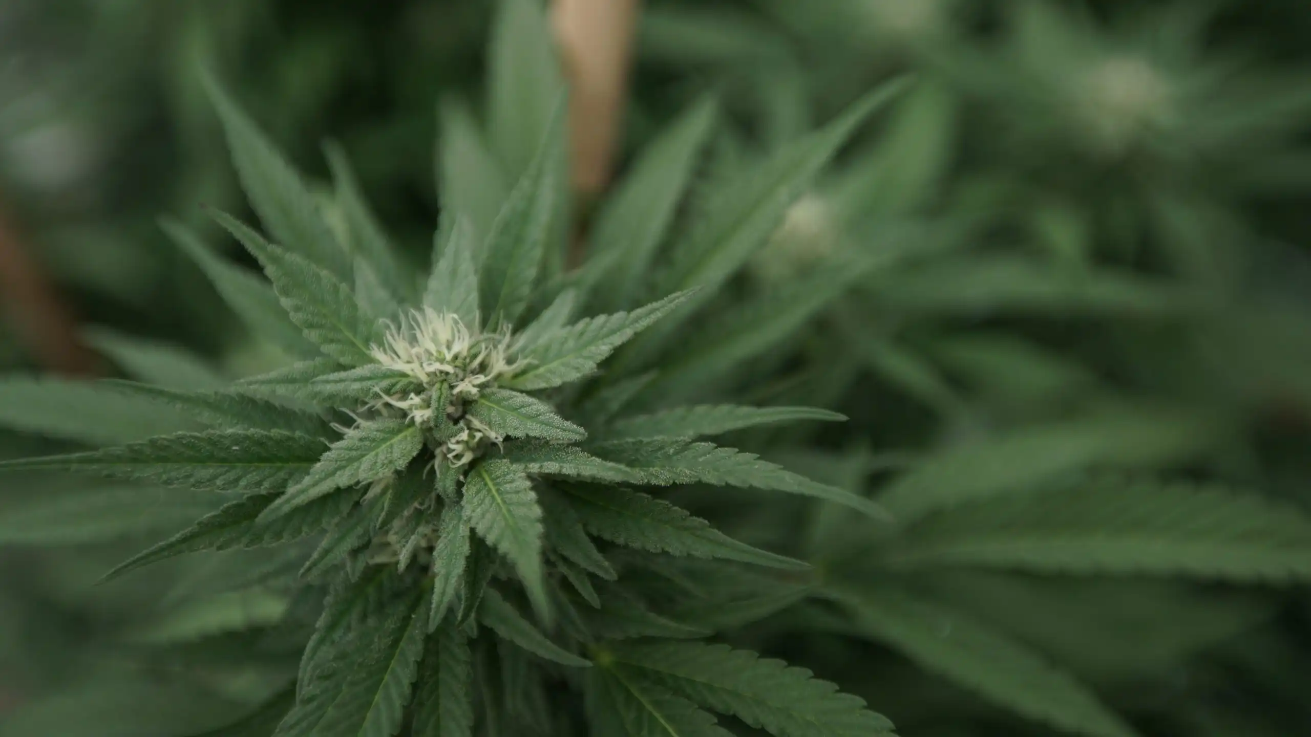 Congress wants crackdown on unregulated cannabis products (Newsletter: May 13, 2026)