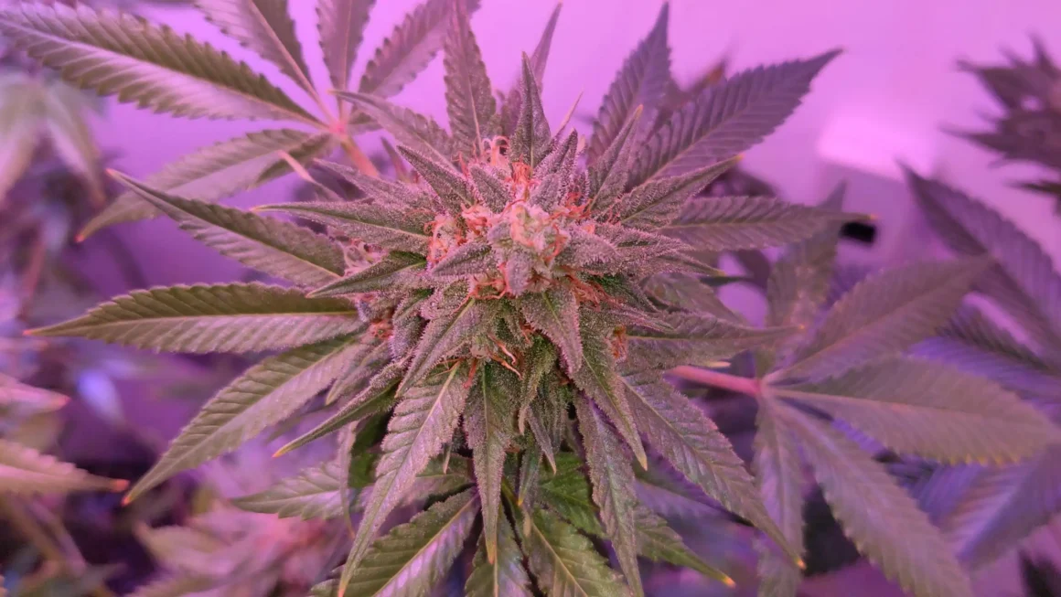 Federal cannabis reform has “the votes,” top Dem says (Newsletter: April 22, 2026)