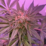 Federal cannabis reform has "the votes," top Dem says (Newsletter: April 22, 2026)