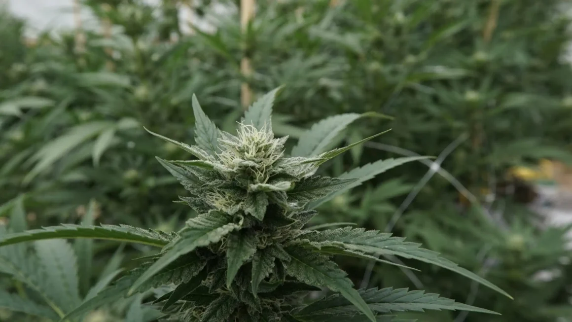 Hemp amendments stall in Congress, for now (Newsletter: April 29, 2026)