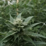 Hemp amendments stall in Congress, for now (Newsletter: April 29, 2026)