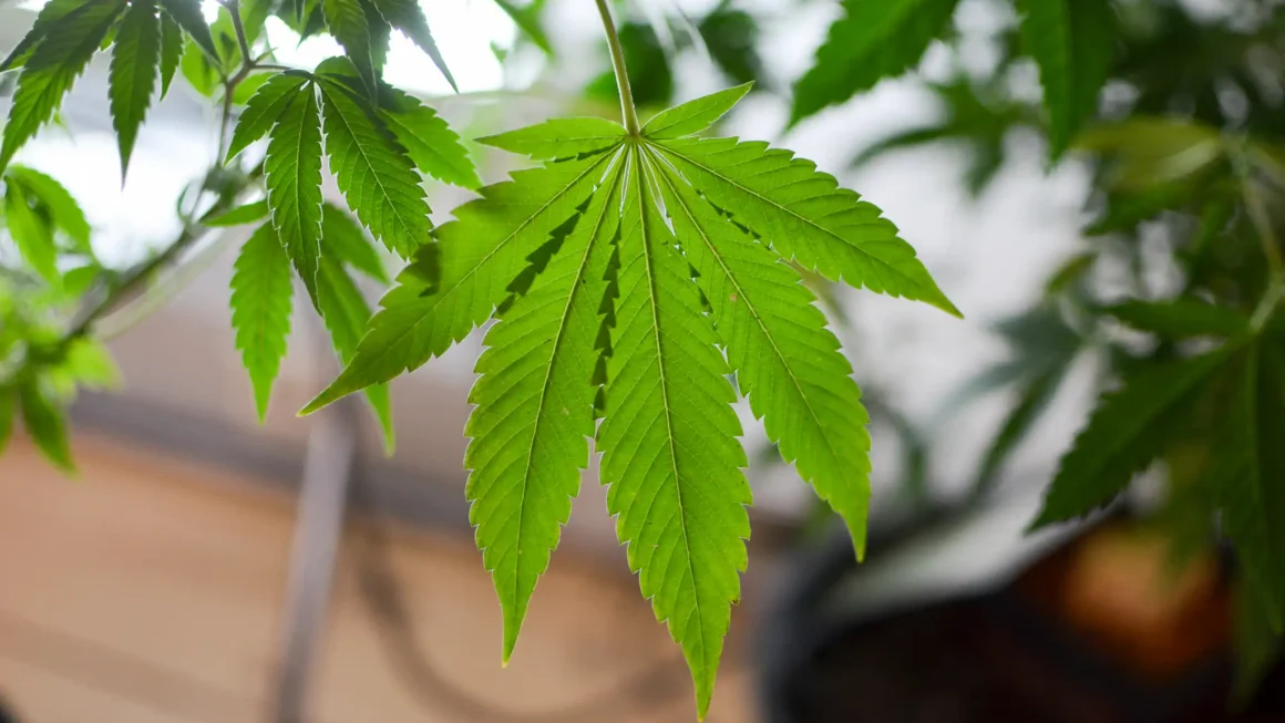 Idaho Lawmakers Approve Resolution Asking Voters To Reject Medical Cannabis Ballot Measure