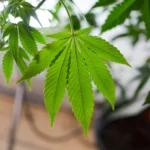 Idaho Lawmakers Approve Resolution Asking Voters To Reject Medical Cannabis Ballot Measure