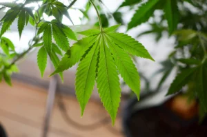 Idaho Lawmakers Approve Resolution Asking Voters To Reject Medical Cannabis Ballot Measure