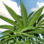 Now Is The Time for Latinos In Cannabis To Flex Our Power (Op-Ed)