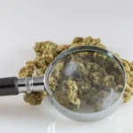 The Cannabis Beverage Industry Has An Evidence Problem, With Too Few Companies Submitting Products For Independent Scrutiny (Op-Ed)