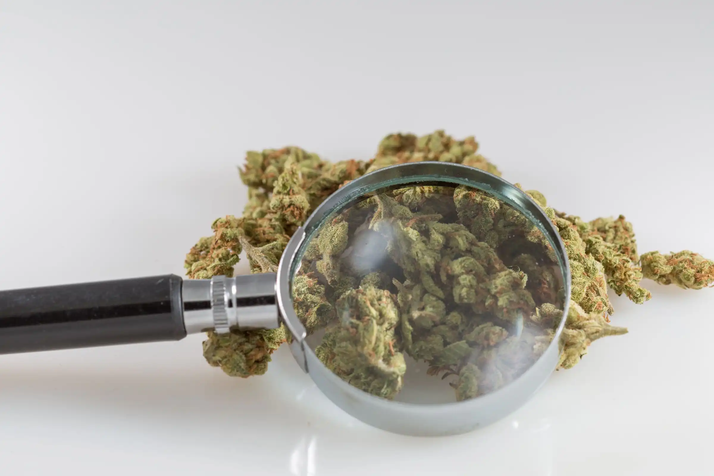 Federal Science Agency Adds New Cannabis Compounds To Its Library Of ‘Chemical Fingerprints’
