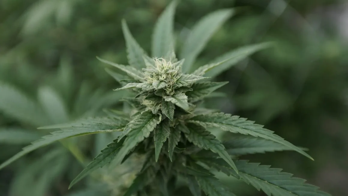 Virginia lawmakers push back on governor's cannabis amendments (Newsletter: April 15, 2026)