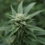 Virginia lawmakers push back on governor's cannabis amendments (Newsletter: April 15, 2026)