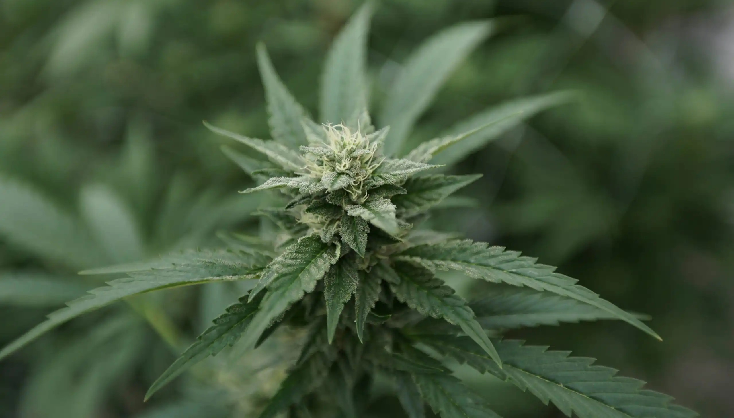 Virginia lawmakers push back on governor’s cannabis amendments (Newsletter: April 15, 2026)