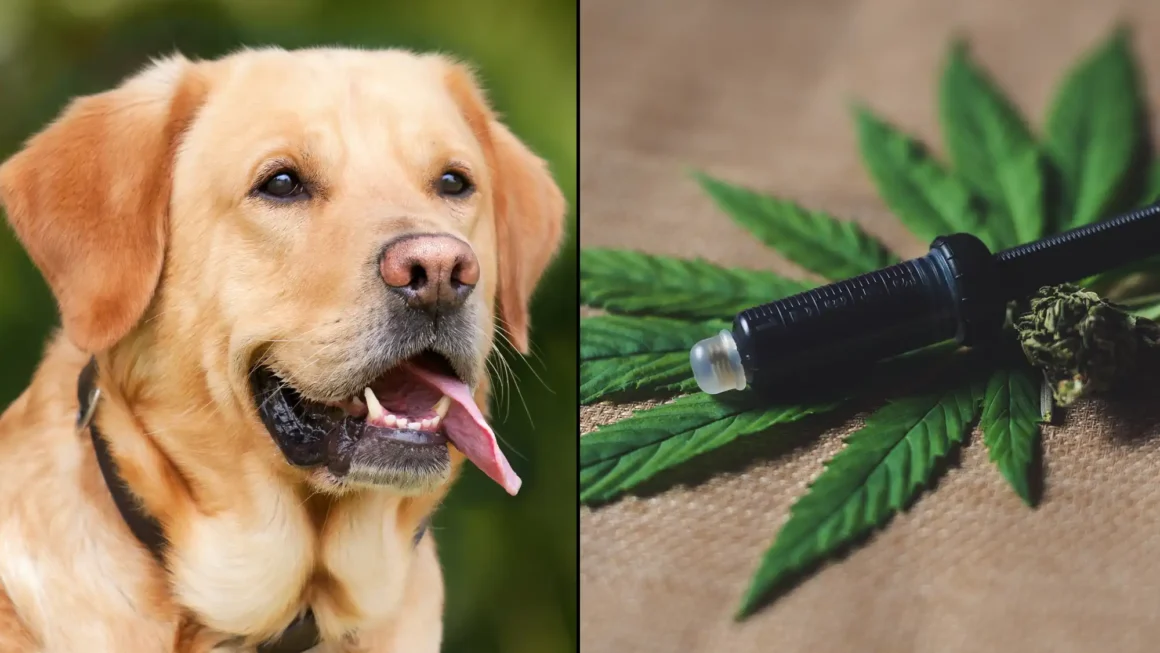 CBD Holds Potential As An ‘Anticancer Agent’ For Dogs, New Scientific Review Concludes