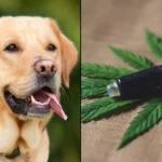 CBD Holds Potential As An 'Anticancer Agent' For Dogs, New Scientific Review Concludes