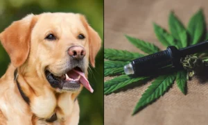CBD Holds Potential As An 'Anticancer Agent' For Dogs, New Scientific Review Concludes