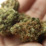 DEA Clarifies That The Synthetic Cannabis Compound HHC Is Federally Banned, And Doesn't Count As Legal Hemp