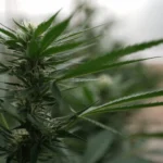 DEA launching new cannabis business registration applications (Newsletter: May 12, 2026)